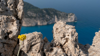 yellow flower on rocks at coastline