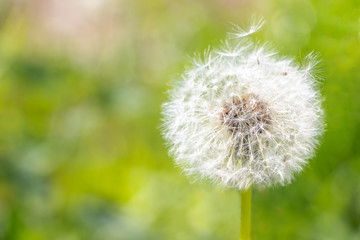 White fluffy dandelion on green background