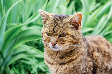 Old cat close-up against green herb_