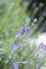 abstract purple floral background, aromatic plant, beauty of spring nature