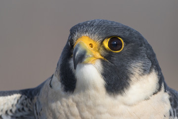 peregrine falcon portrait