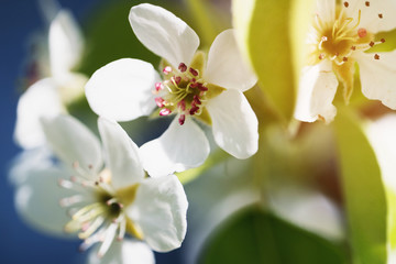 Sunny spring blossom background. Blooming cherry, sakura or apple tree on sunny day. Beautiful flowering springtime border with copy space. Abstract blurred nature background. Spring flowers macro
