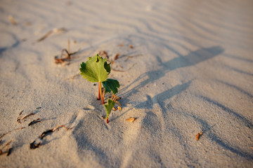 Green shoot in the desert - conceptual photo for growth in adverse conditions