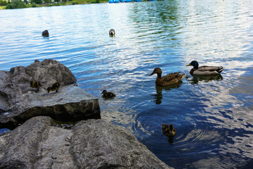 Seepark Freiburg 2018