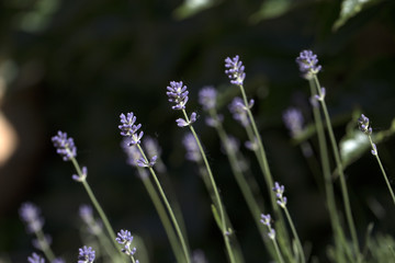abstract purple floral background, aromatic plant, beauty of spring nature