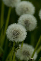 Pusteblume