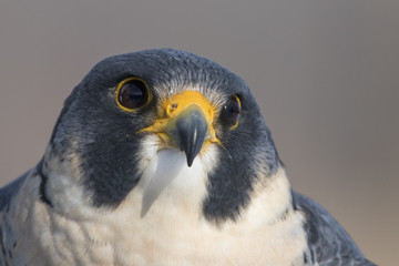 peregrine falcon portrait