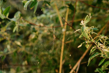 Argiope bruennichi is a species of orb-web spider distributed throughout central Europe, northern Europe, north Africa, parts of Asia, the Azores archipelago