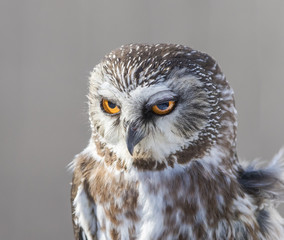  northern saw-whet owl portrait