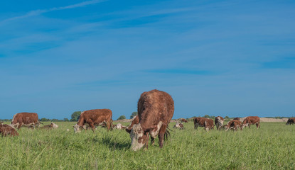 Cows on pasture on a sunny day