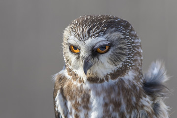  northern saw-whet owl portrait