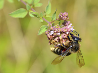 Macro of honey bee (Apis) feeding on pink flower seen from profile