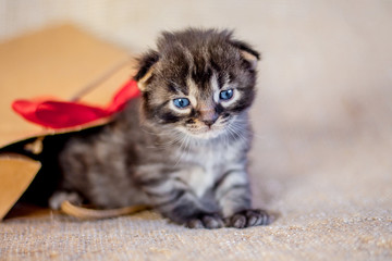 Gray kitten with blue eyes looks with  gift package. Wonderful and unusual gift for  birthday or for Christmas_
