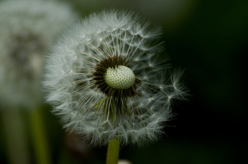 Pusteblume