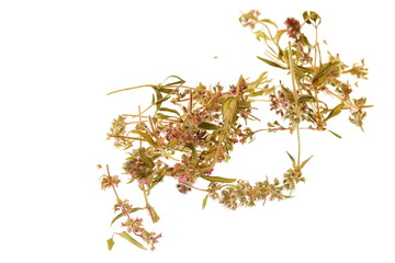 Dried thyme
