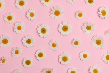 daisies collection