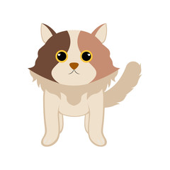 Isolated cute cat