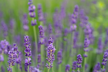 Fototapeta premium lavender flowers macro selective focus