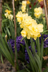 Naklejka na ściany i meble daffodils flowers in the garden in the spring