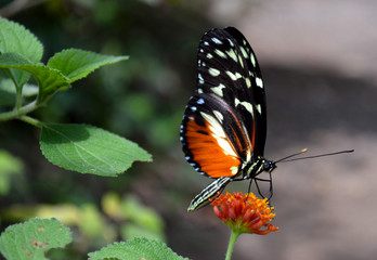 Tiger Longwing Butterfly on Orange Flowers, Monteverde, Costa Rica
