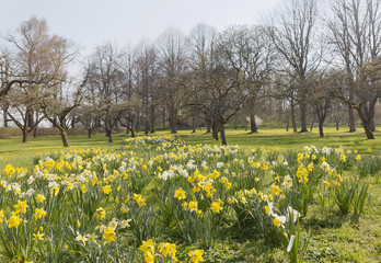 Many yellow and white daffodil flower in a park with apple trees and green fresh grass on the island Oeland in Sweden