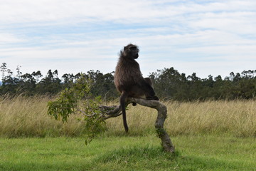 A big brown baboon is sitting on a tree branch in South Africa
