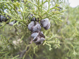 Arar Tree