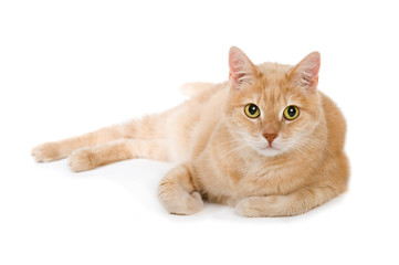 Cremefarbener Kater isoliert auf weißem Grund