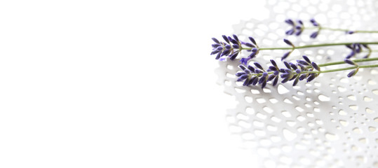 lavender on a delicate white plate