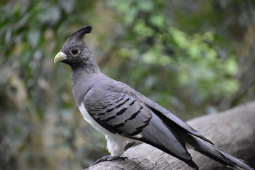 Portrait of a White Bellied Go Away Bird in South Africa