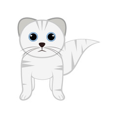 Isolated cute cat