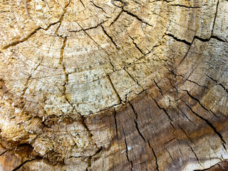 Wooden texture. Vintage natural background