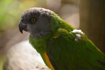 Portrait of a Brown Headed Parrot in South Africa