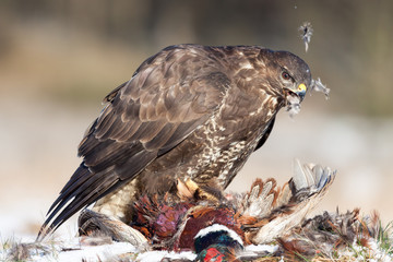Bussard mit Beute. Ein brauner Bussard rupft einen männlichen Fasan.