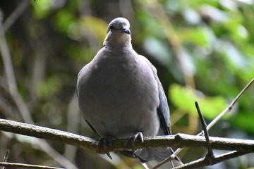 Closeup of a grey Barbary Dove sitting on a tree branch in a park in South Africa