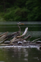 Heron with turtles 3