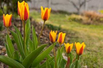 Obraz premium tulips bloom in the spring
