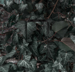 Phone without frames in the plant