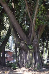 Grande figueira iluminada pela luz da manhã