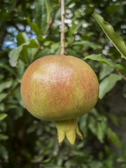 Pomegranate Fruit