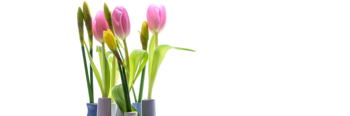 Tulpen und Narzissen in Vasen isoliert