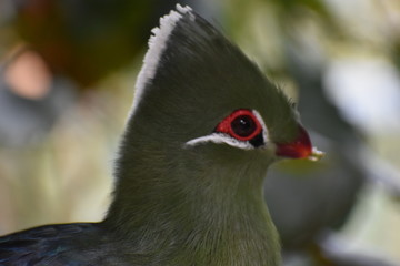 Portrait of a colorful Knysna Turaco (Loerie) in South Africa