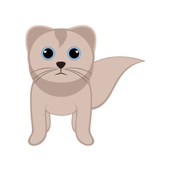 Isolated cute cat