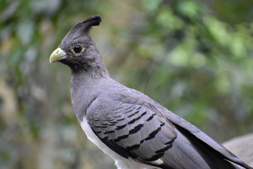 Portrait of a White Bellied Go Away Bird in South Africa