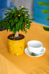 White cup empty with saucer and small flowering sapling in pot on an orange tablecloth, closeup.