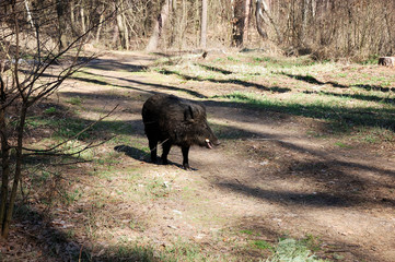 Wild pigs are walking through the forest.

