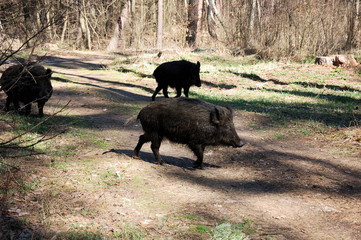 Wild pigs are walking through the forest.
