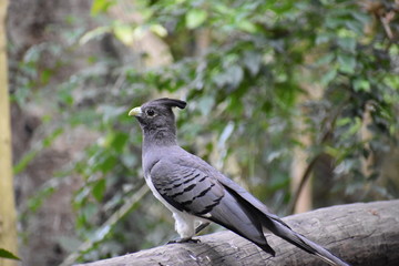 Portrait of a White Bellied Go Away Bird in South Africa