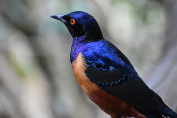 Closeup of a colorful Hildebrandt´s Starling in South Africa