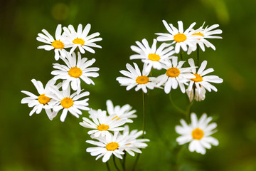 Daisies with green foliage background